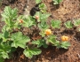 Rubus chamaemorus image