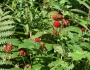 Rubus crataegifolius image