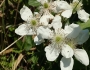 Rubus cuneifolius image