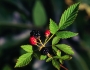 Rubus flagellaris image