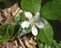 Rubus hispidus image