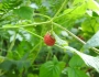 Rubus idaeus image
