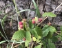 Rubus strigosus image