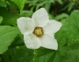 Rubus nutkanus image