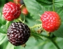 Rubus occidentalis image