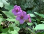 Rubus odoratus image
