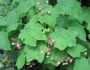 Rubus parviflorus image