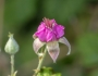Rubus parvifolius image