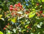 Rubus ×pensilvanicus image