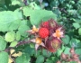 Rubus phoenicolasius image