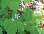 Rubus pubescens image