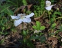 Rubus trivialis image