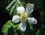 Rubus ursinus image