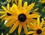 Rudbeckia fulgida image