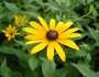 Rudbeckia hirta image