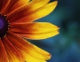 Rudbeckia hirta var. angustifolia image