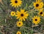 Rudbeckia hirta var. pulcherrima image