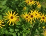 Rudbeckia subtomentosa image