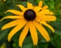 Rudbeckia sullivantii image