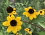 Rudbeckia triloba image