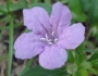 Ruellia caroliniensis image