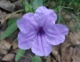 Ruellia ciliatiflora image