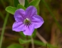 Ruellia humilis image