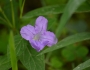 Ruellia strepens image