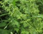 Rumex britannica image