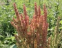 Rumex orbiculatus image