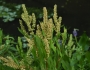 Rumex verticillatus image