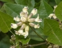 Rupertia physodes image