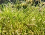 Ruppia maritima image