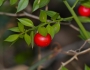 Ruscus aculeatus image