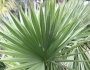Sabal minor image
