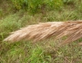 Saccharum brevibarbe image