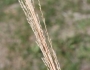 Saccharum ravennae image