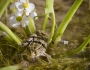 Sagittaria cuneata image