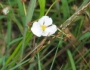 Sagittaria graminea image