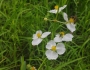 Sagittaria latifolia image