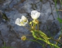 Sagittaria rigida image