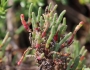 Salicornia pacifica image