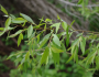 Salix amygdaloides image