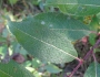 Salix bebbiana image