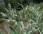 Salix candida image