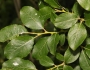 Salix caprea image