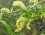 Salix caroliniana image