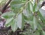 Salix chaenomeloides image