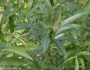 Salix eriocephala image