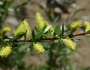 Salix exigua image